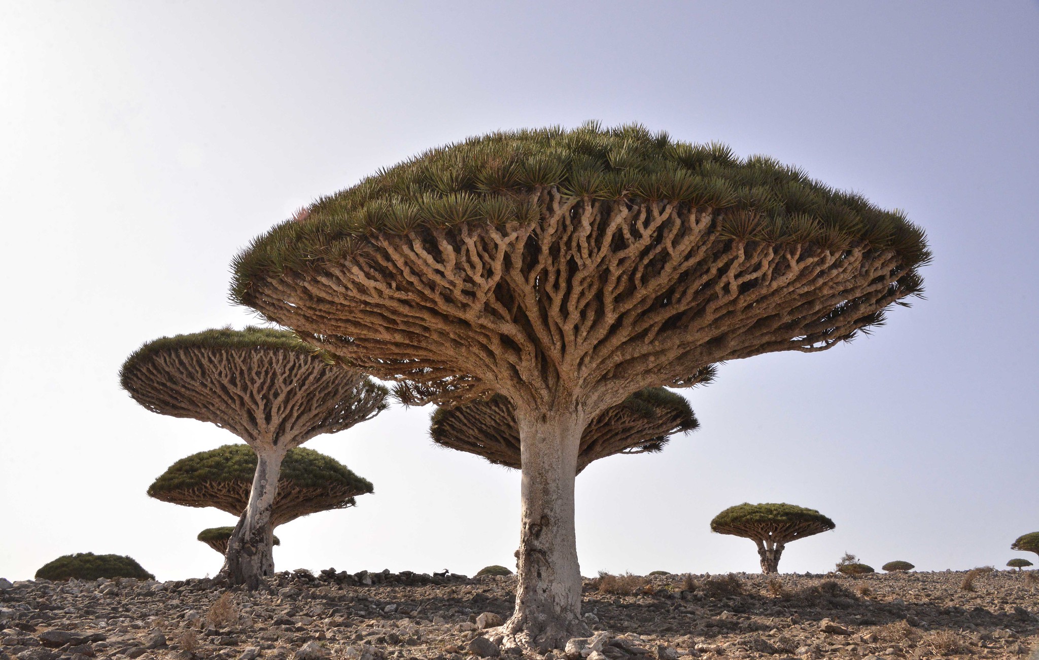 Yemen - Socotra Island 8 days